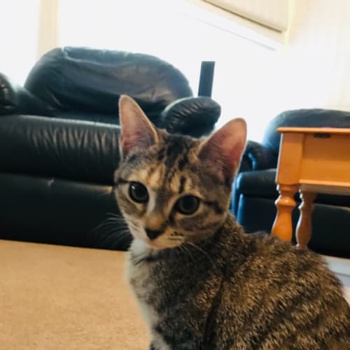 Tizzy