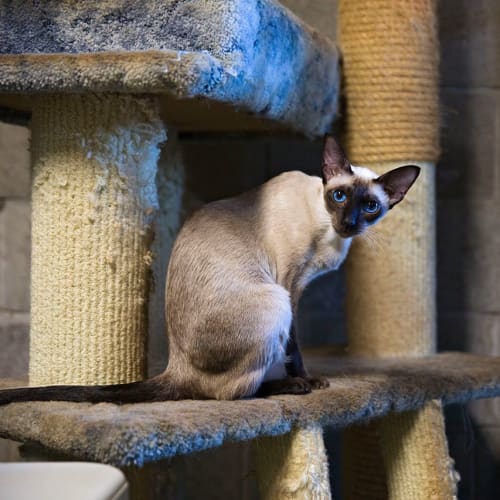 Temperance and Tempany (Dual Adoption)