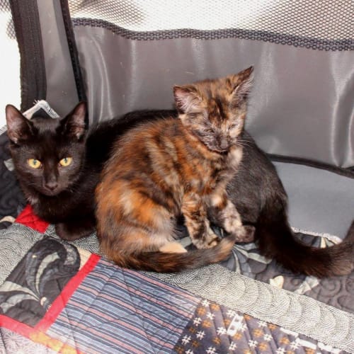 Sienna **2nd Chance Cat Rescue**