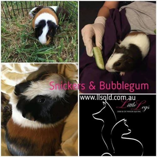 Snickers / Bubblegum