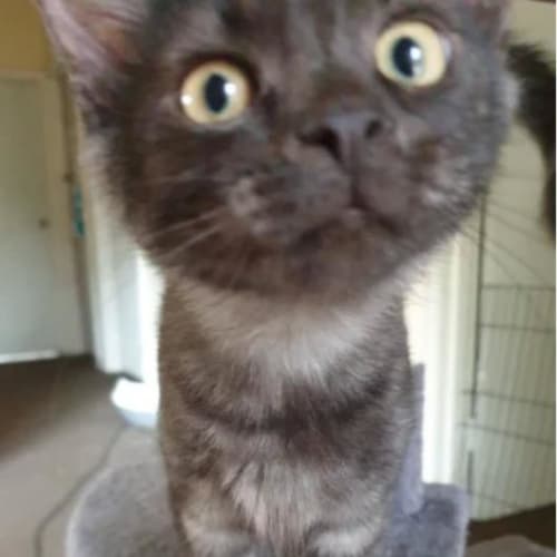 Ernie