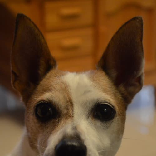 Penny ~ Jack Russell X (on trial 28/4/19)