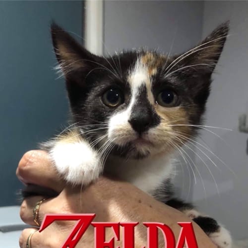 Zelda