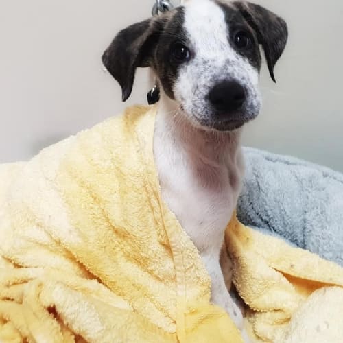 **On Trial** Barley