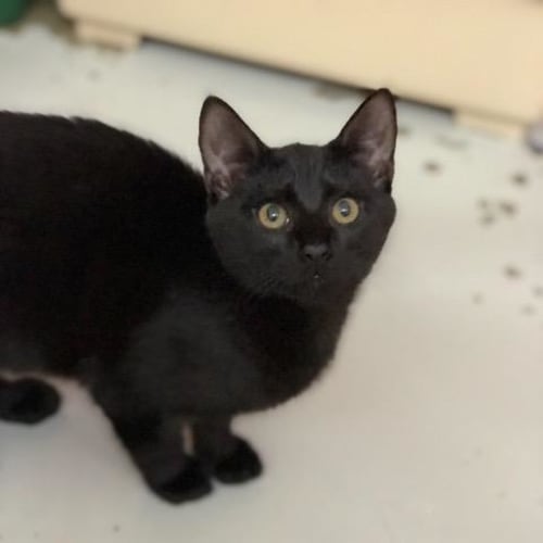 Evie