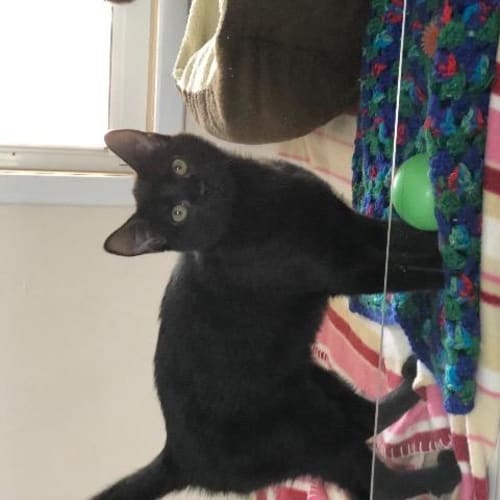 Kiki