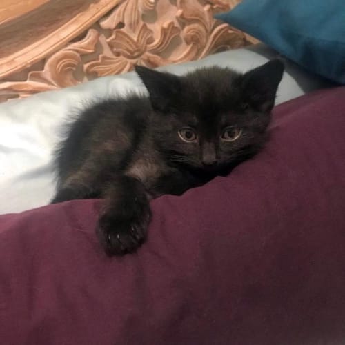 Ebony