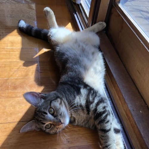 Oscar