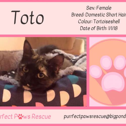 Toto