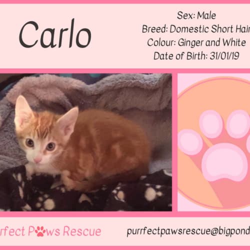 Carlo