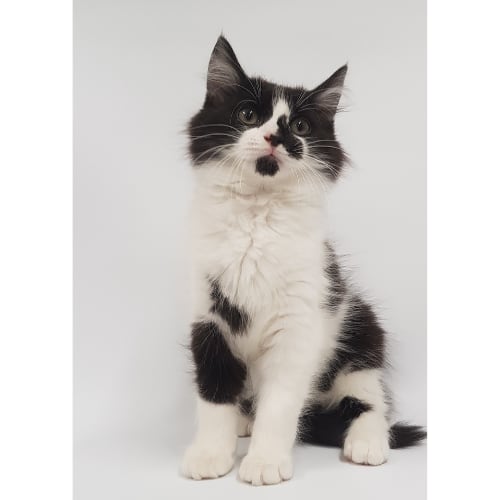 Kittens- Maurice (Adopted), Coco and Johnny