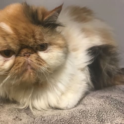 MeeMeow