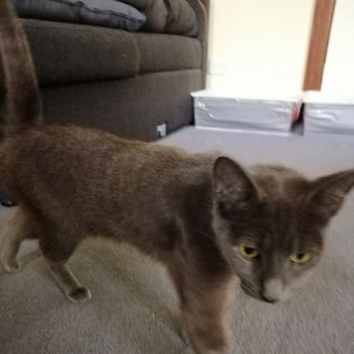 Nefertiti