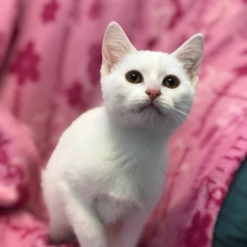 Angel