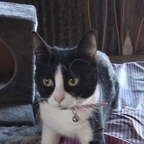 Bobbi