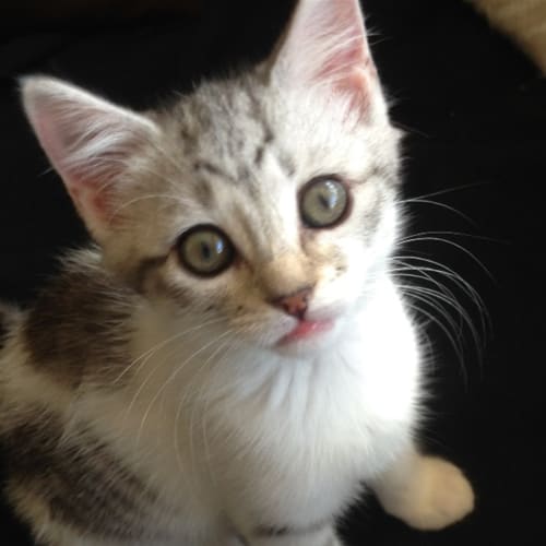 Minnie