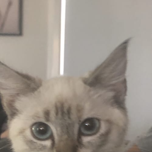 Ash