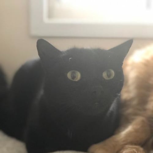 Raven