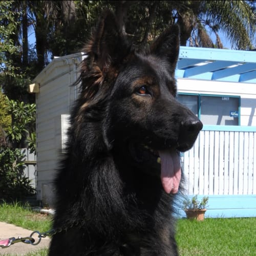 Bear - Meet and Greet organised