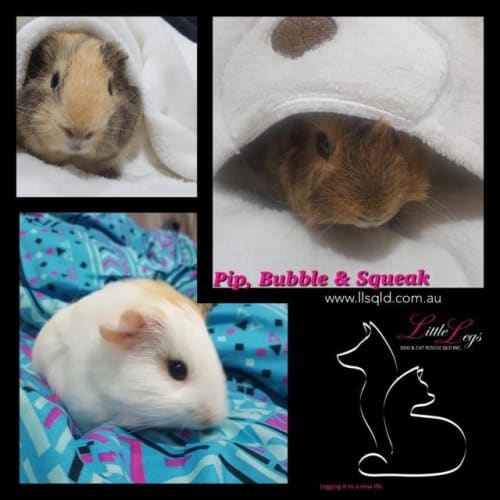 Pip / Bubble / Squeak