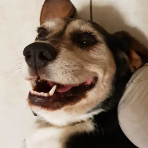 Scooby
