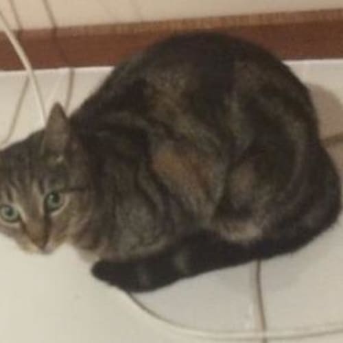 Gloria