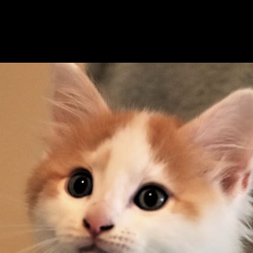 😻Jonah 😻