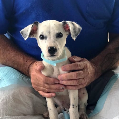 Pongo