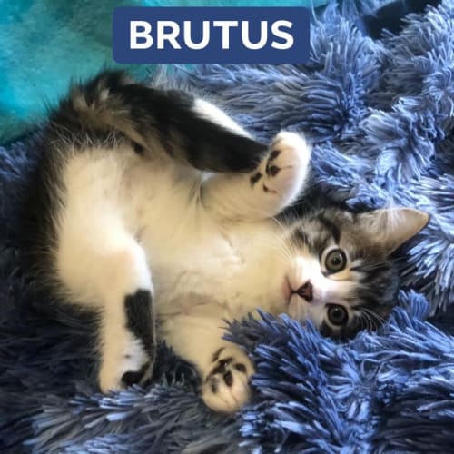 Brutus