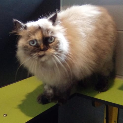 Willow