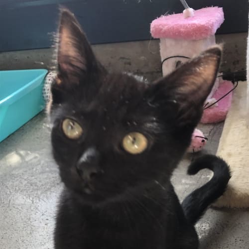 Sooty