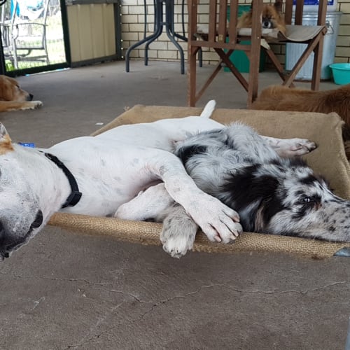 Buddy ~ Cattle Dog X (on trial 12/5/19)