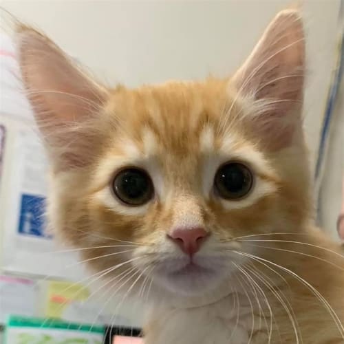 Charlie