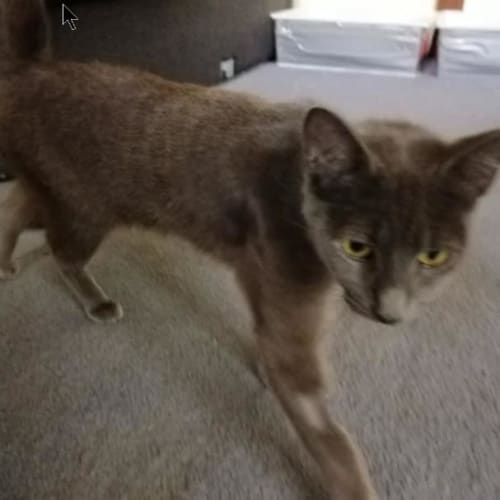 Nefertiti