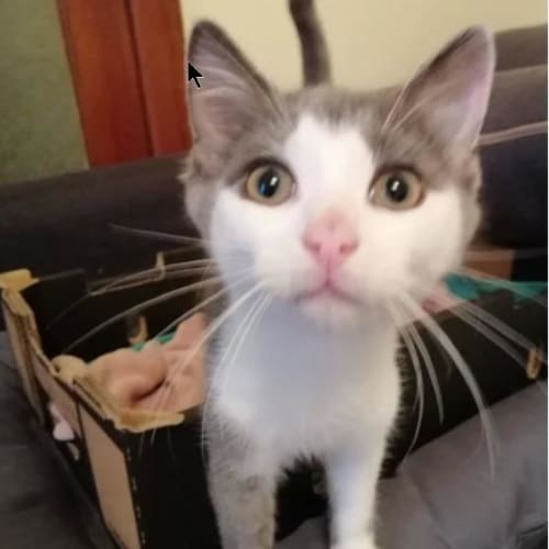 Amy
