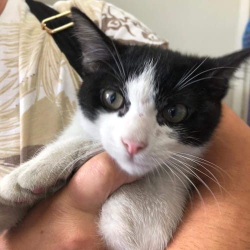 Sebastian