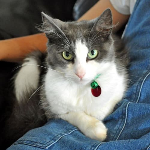 Bella