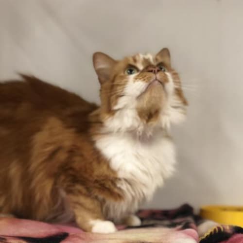 Biscuit