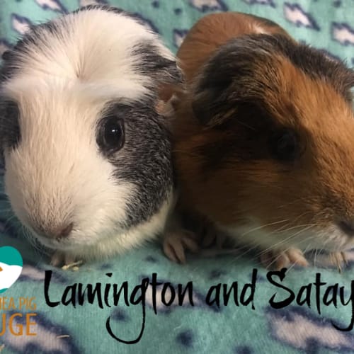 Lamington and Satay