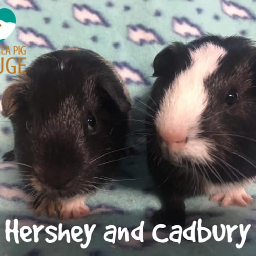 Hershey and Cadbury (indoor home only)