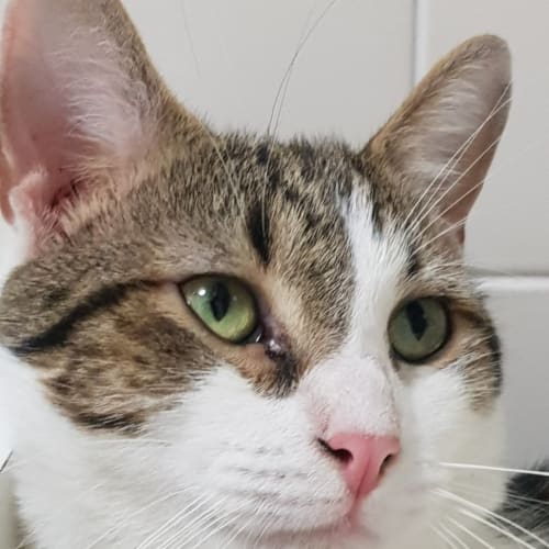 Loki