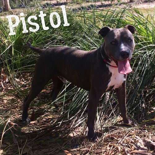 Pistol