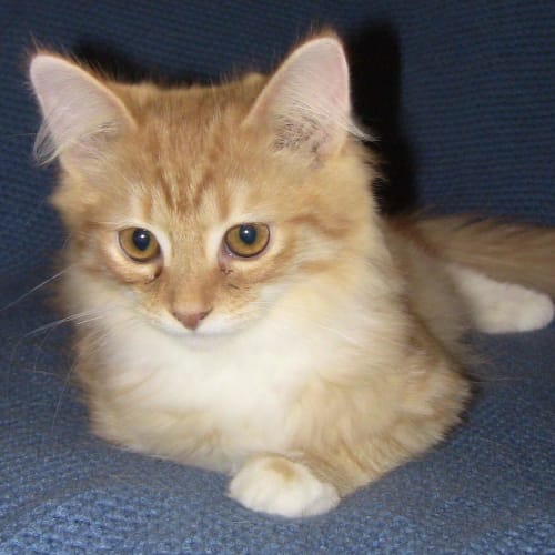 Pumpkin 
