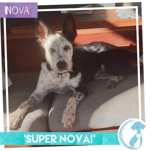 Nova