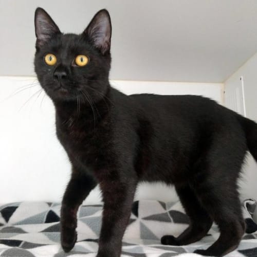 Nova