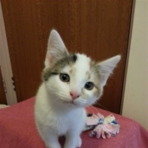 Lulu