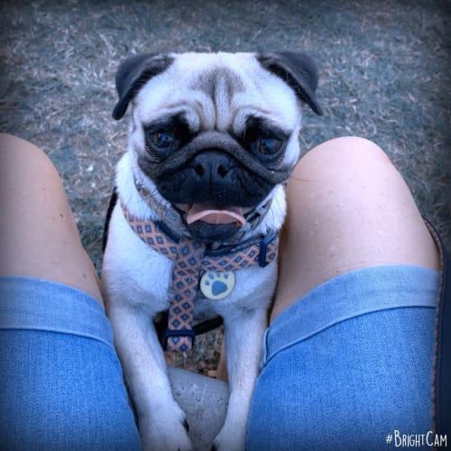 Luna ** A Pure Breed Pug **