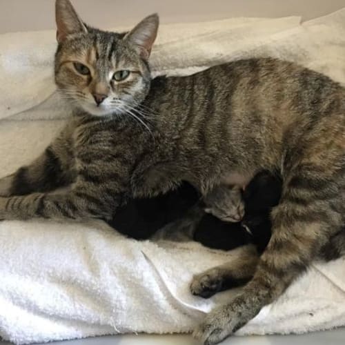 Keeki **2nd Chance Cat Rescue**