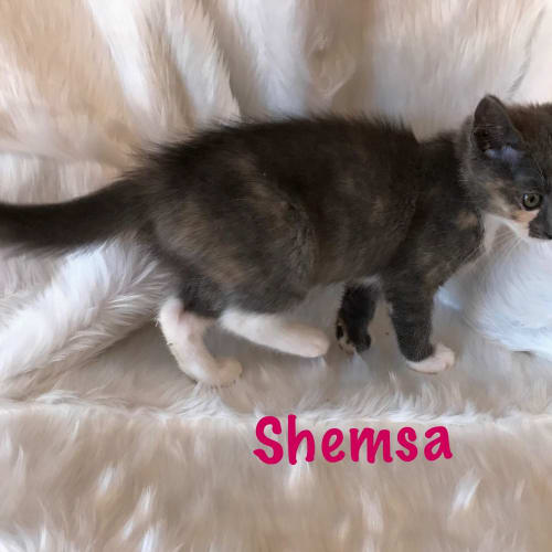 Shemsa *2nd Chance Cat Rescue**