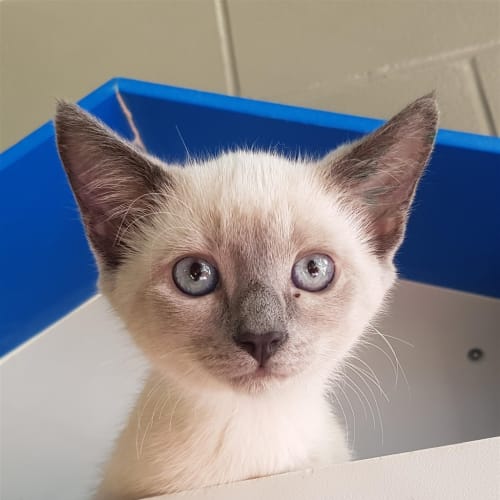 Nala